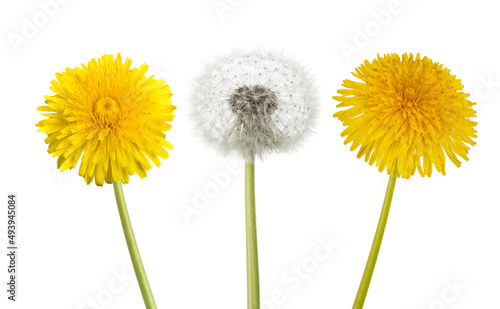 Dandelion flowers with blowball