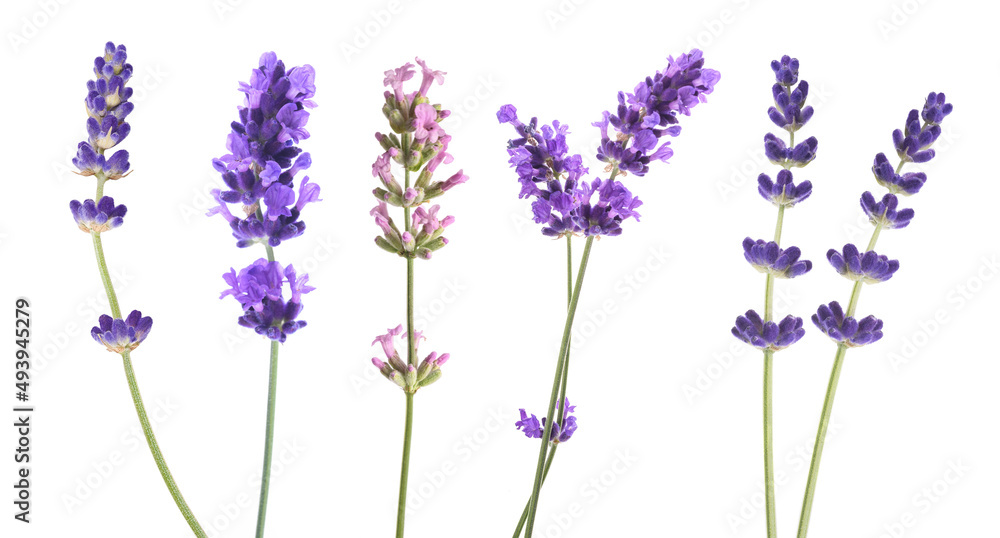 Obraz premium Lavender flowers mix