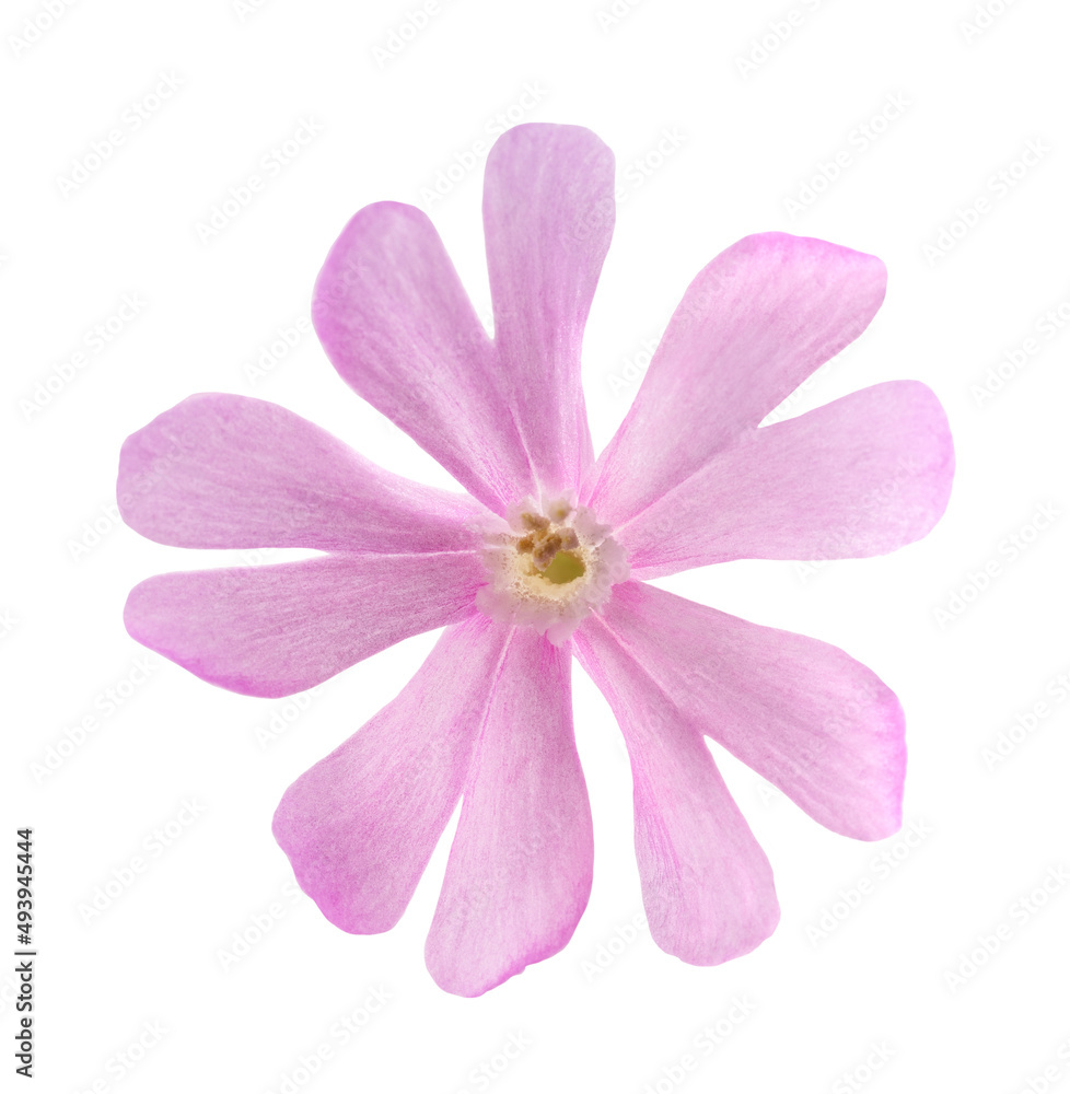 Red campion flower Red campion flower