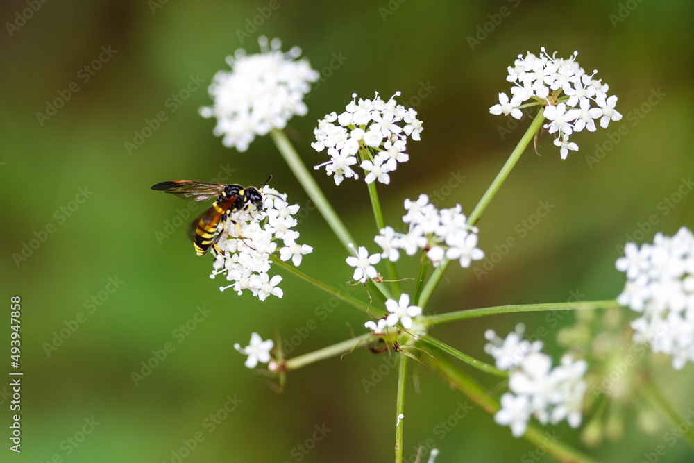 Fototapeta premium a bee in a flower