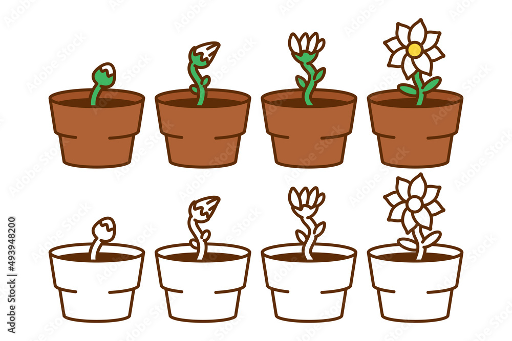 Fototapeta premium Flower growth vector cartoon illustration isolated on a white background.