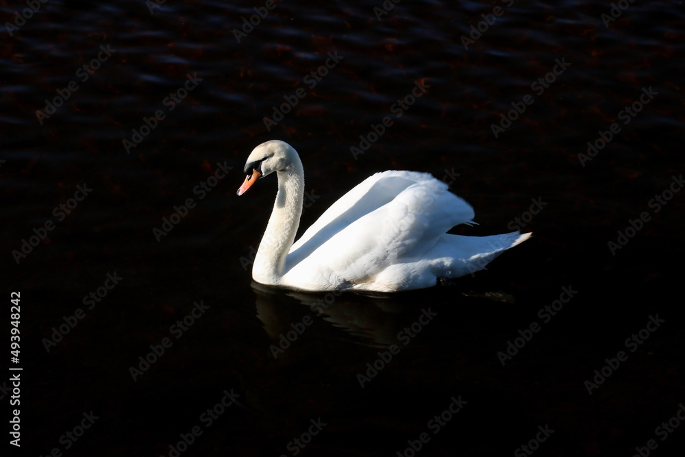 Fototapeta premium Solitary Swan in a River in Winter Sunshine