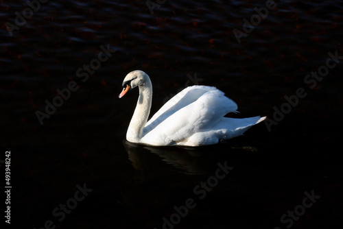 Solitary Swan in a River in Winter Sunshine