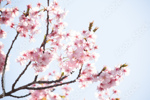 桜が咲く青空の春の風景