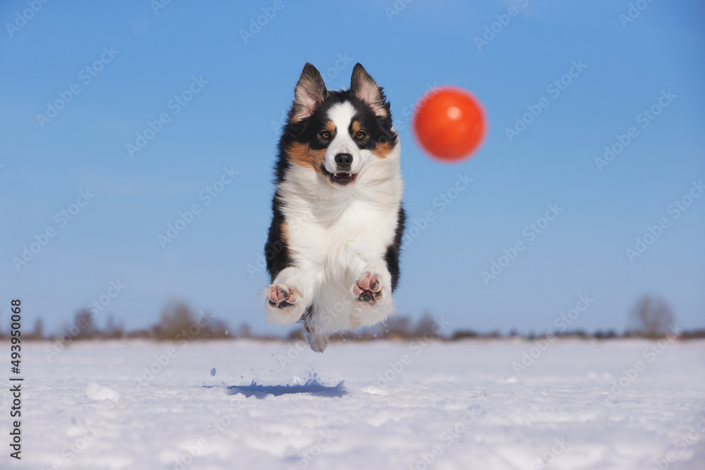 An Australian Shepherd dog runs in the snow during the day in winter in a blue sky An Australian Shepherd dog runs in the snow during the day in winter in a blue sky