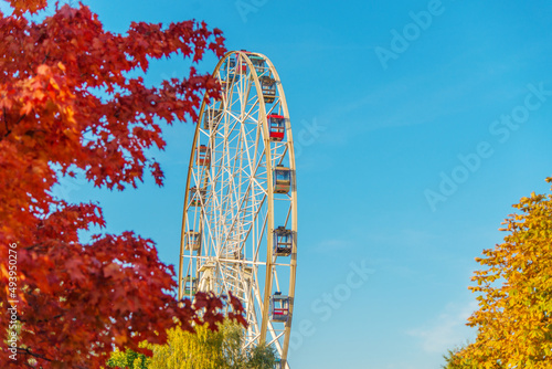 Ferris wheel in the middle of blue sky and yellow and red maple. Sunny autumn day