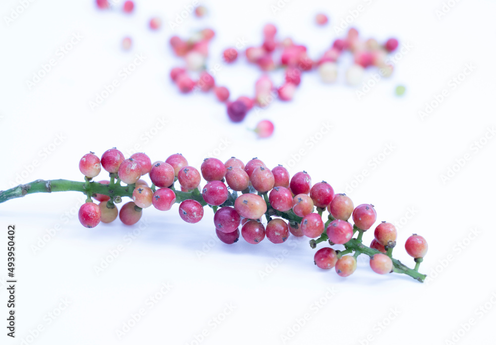red berries on selective focus isolated on white red berries on selective focus isolated on white