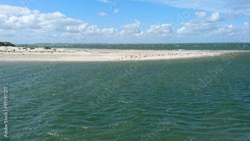 Northern tip of the North Sea island of Amrum with birds on the beach - Amrum Odde nature reserve -- Nordspitze der Nordseeinsel Amrum mit Vögeln am Strand - Naturschutzgebiet Amrum Odde