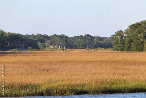 field of wheat