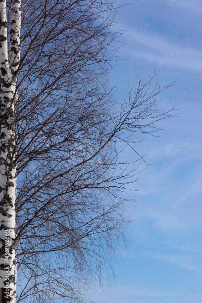 Birch Birch