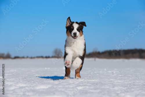 An Australian Shepherd dog runs in the snow during the day in winter in a blue sky © Lana Polyakova