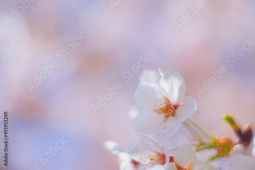 桜 / Japanese Cherry Blossom