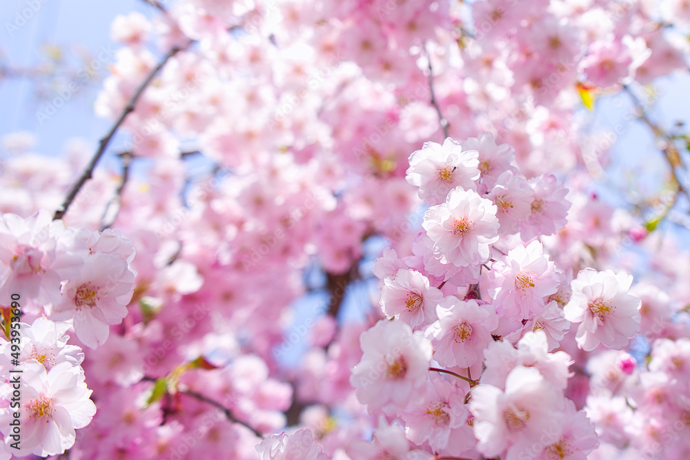 しだれ八重桜 / Japanese Weeping Doule Cherry Blossom