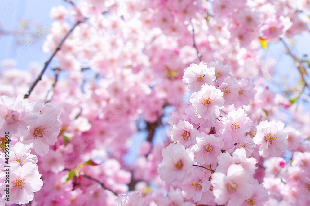 しだれ八重桜 / Japanese Weeping Doule Cherry Blossom