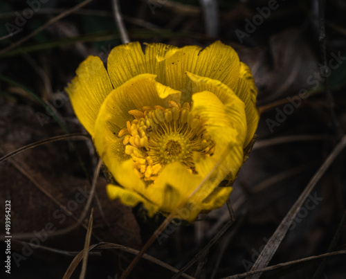 Closeup shot of Adonis vernalis growing in nature