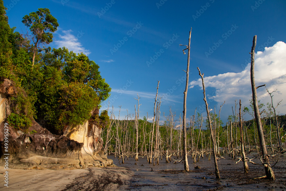 Mangrove forest at Baku National Park, Borneo - Malaysia