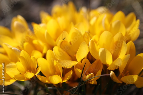 yellow krokus  in the garden © Haletska Olha