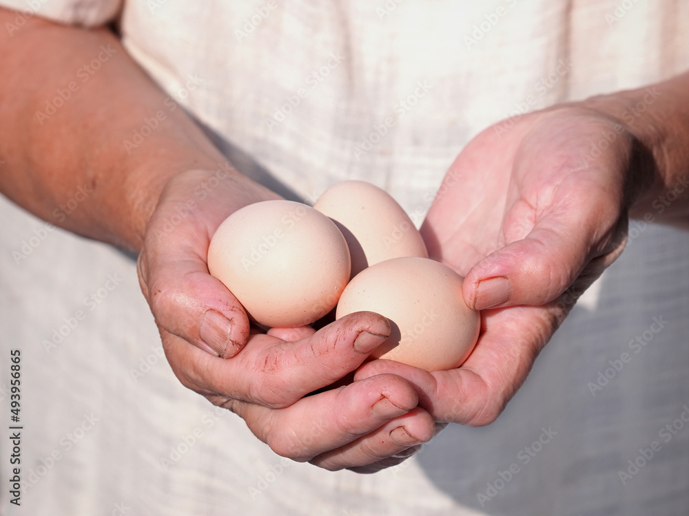 Farmer hard working woman hands with fresh eggs Farmer hard working woman hands with fresh eggs