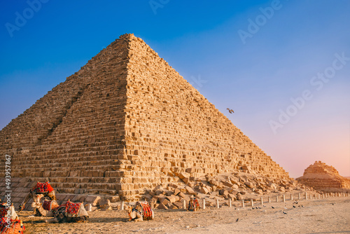 Camels rests near ruins pyramids of Giza in Cairo Egypt sunset sky, travel Egyptian