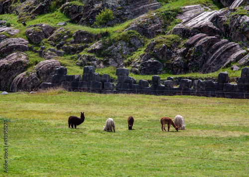 Llamas in Saqsaywaman Inca archaeological site with large stone walls in Cusco, Peru photo