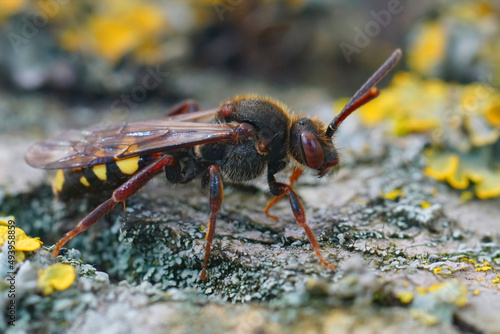 Detailed closeup on a female Early nomad cuckoo bee, Nomada leucopthalma sitting on a piece of wood photo