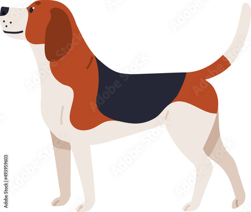 English Beagle Dog Breed Illustration