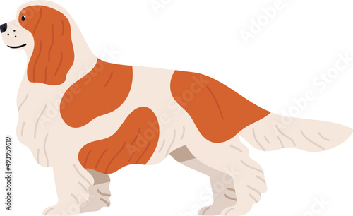 Blenheim Cavalier King Charles Spaniel Dog Breed Illustration