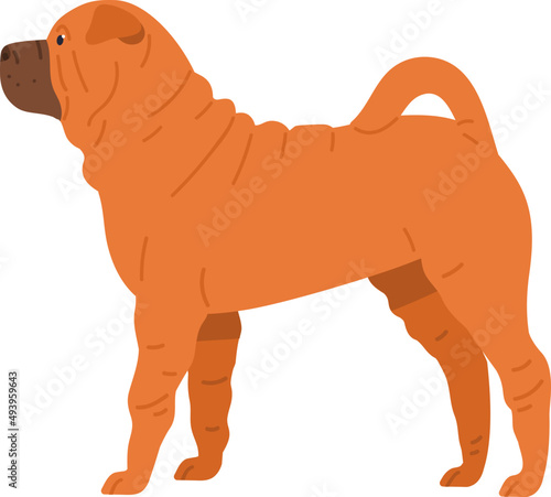 Chinese Shar Pei Dog Breed Illustration