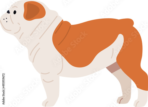 British or English Bulldog Dog Breed Illustration