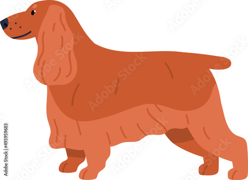 English Cocker Spaniel Dog Breed Illustration