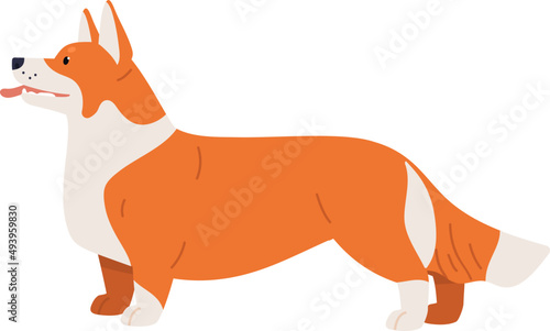Pembroke Welsh Corgi Dog Breed Illustration