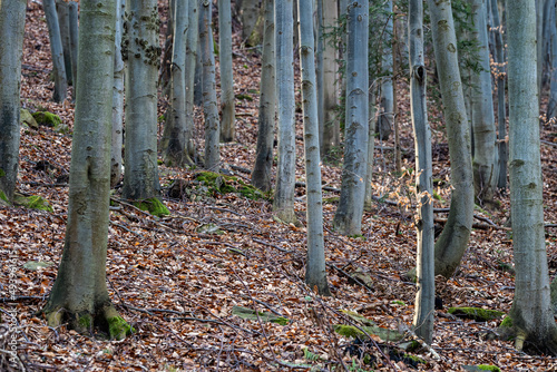 Beech forest, view of beech tree trunks. © Lubos Chlubny
