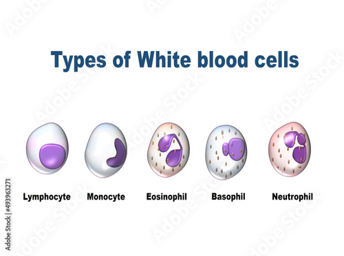 White blood cells types, Leukocytes. Vector illustration  including Lymphocyte, Monocyte, Eosinophil, Basophil, Neutrophil protect the body from infections