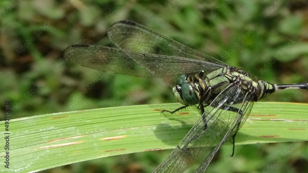 closeup photo of dragonfly on the leaf closeup photo of dragonfly on the leaf