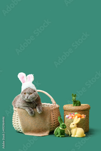 Cute Scottish Fold cat with...