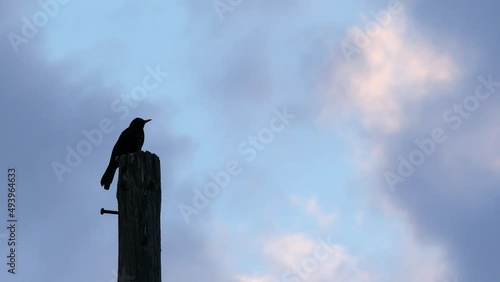 Silhouette of Dark bird on a pole. Clouds passing by. photo