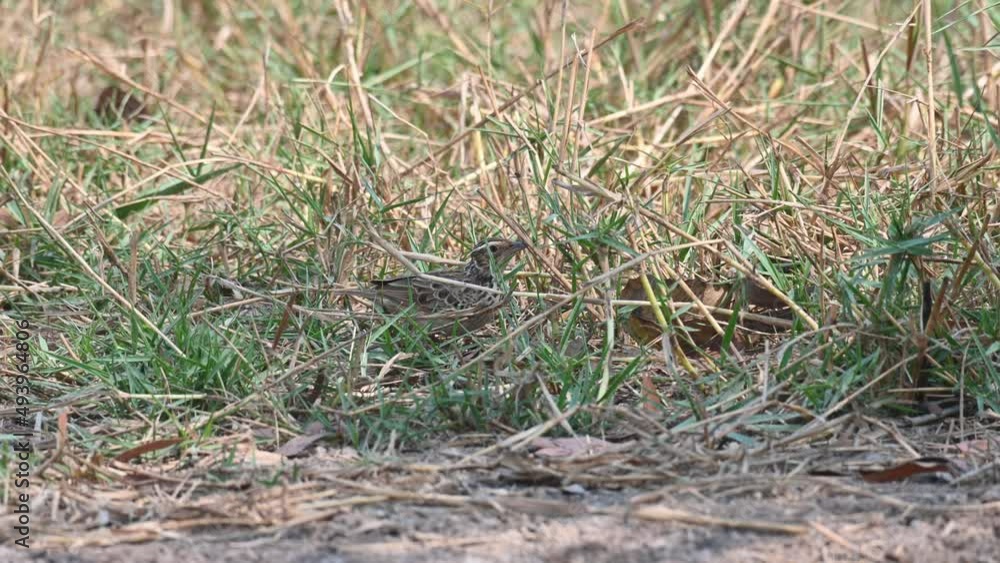 Seen foraging in the grass during a hot summer day, Indochinese Bush Lark Mirafra erythrocephala, Thailand. Seen foraging in the grass during a hot summer day, Indochinese Bush Lark Mirafra erythrocephala, Thailand.