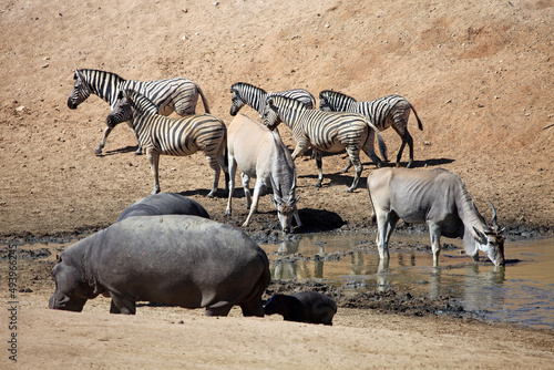 Hippo  Common Eland and zebra at a waterhole  Namibia 