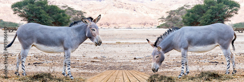 Somali wild donkey (Equus africanus) in nature reserve of the Middle East. Th...