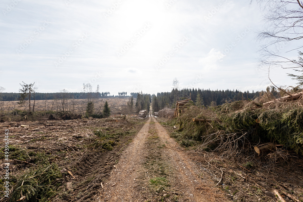 Fortstweg der durch einen ehemaligen Wald führt und dabei hilft gerodetes Holz abzutransportieren