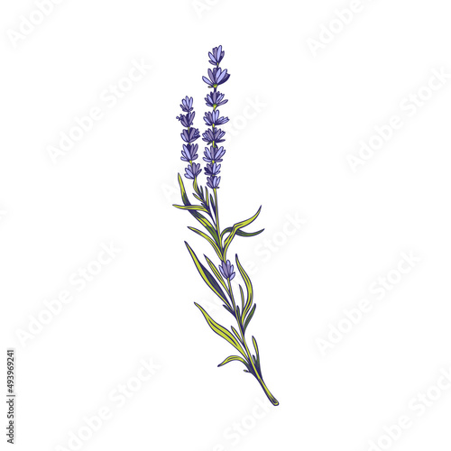 Lavender flower detailed branch hand drawn sketch vector illustration isolated.