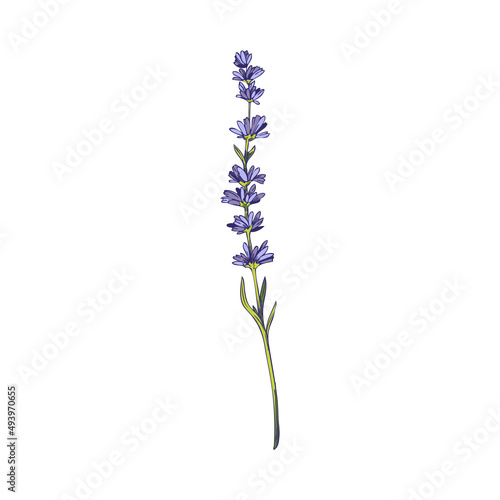 Lavender plant floral botanical element hand drawn vector illustration isolated.
