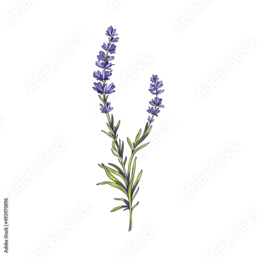 Provence lavender logo design element hand drawn vector illustration isolated.