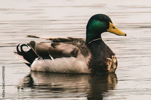 Fotografija Closeup shot of a green mallard duck swimming on a pond