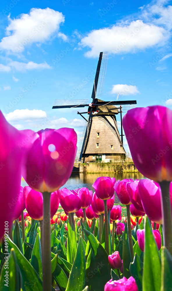 Beautiful magical spring landscape with a tulip field and windmills in the background of a cloudy sky in Holland. Charming places.