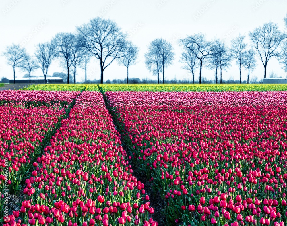 fabulous mystical stunning magical spring landscape with a tulip field on the background of a row of trees in Holland. Charming places. fabulous mystical stunning magical spring landscape with a tulip field on the background of a row of trees in Holland. Charming places.