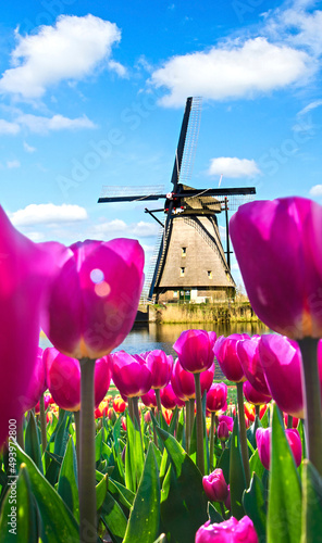 Obraz na płótnie Beautiful magical spring landscape with a tulip field and windmills in the background of a cloudy sky in Holland. Charming places. w salonie