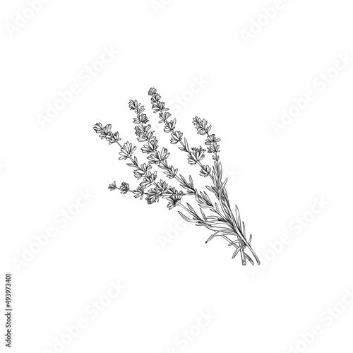 Lavender botanical hand drawn plant engraving vector illustration isolated.