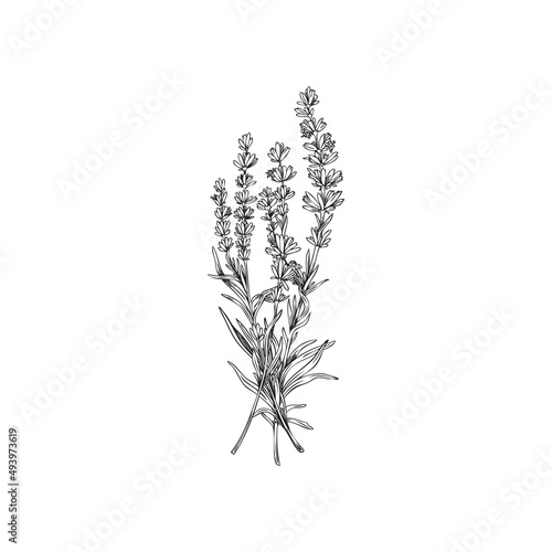 Lavender bunch with monochrome outlines, sketch vector illustration isolated on white background.