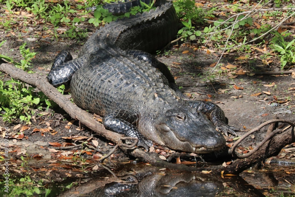 Obraz premium alligator in the swamp
